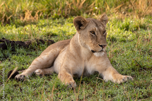 Lioness lies in shady grass looking right