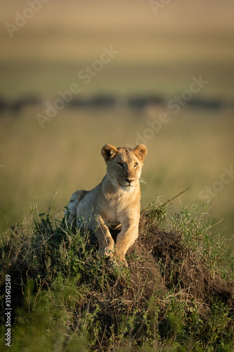 Lioness lies lifting head on grassy mound