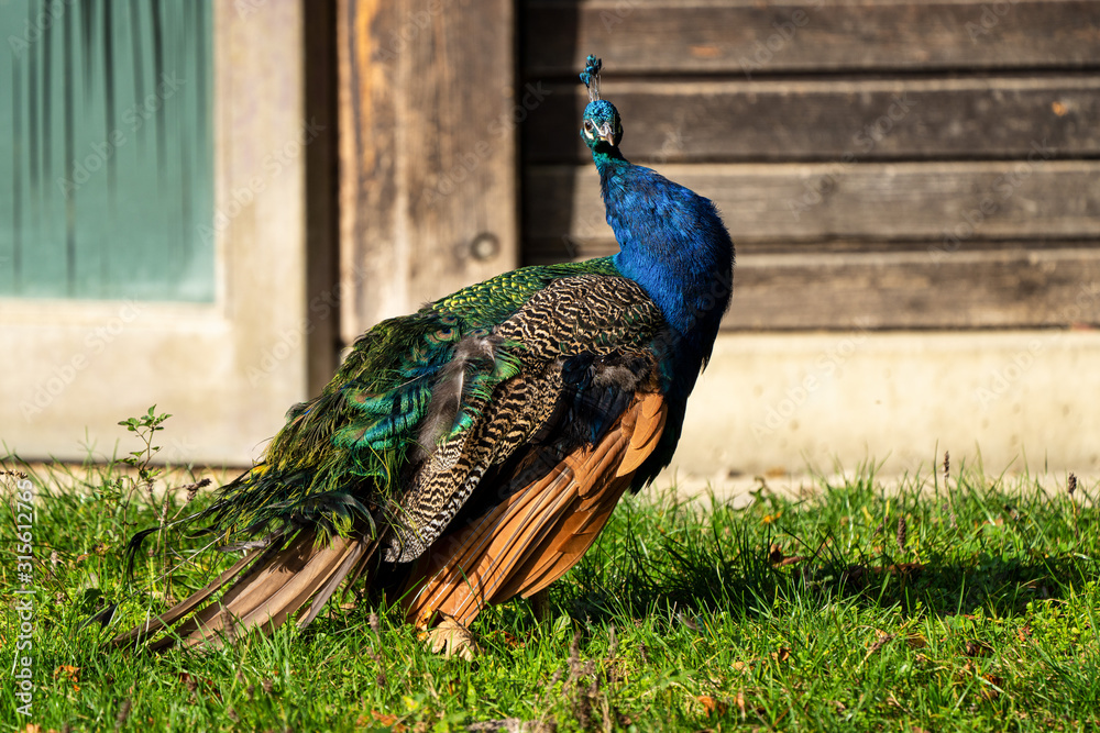 Fototapeta premium Indian Peacock or Blue Peacock, Pavo cristatus in the zoo