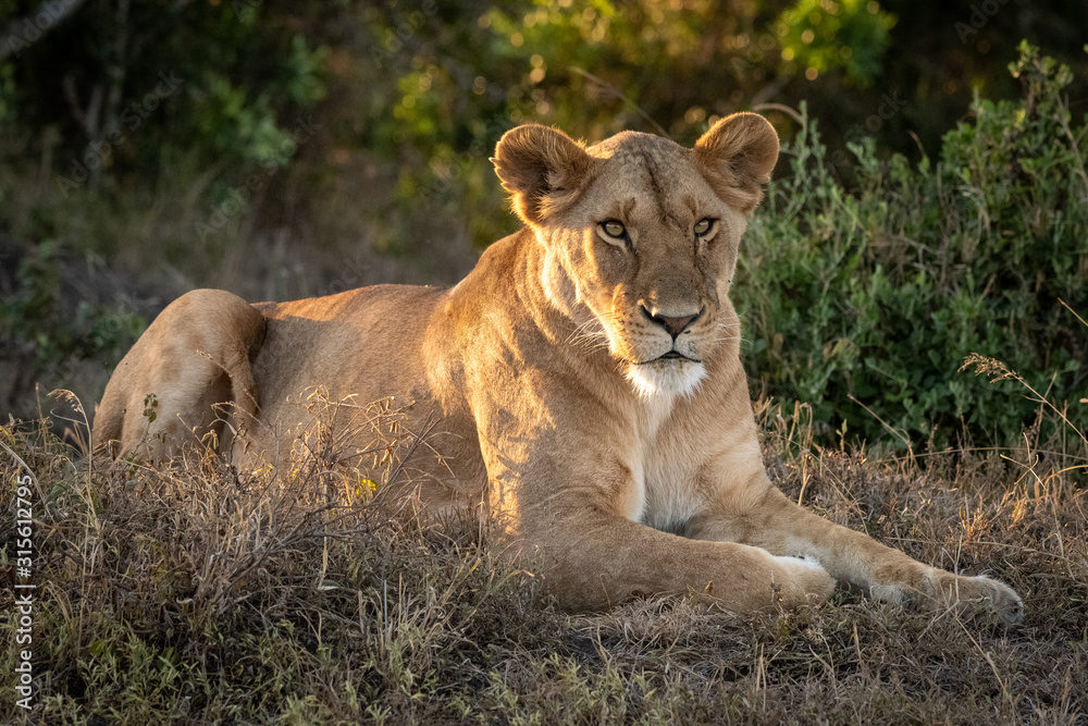 Lioness lies on grass in dappled sunshine Lioness lies on grass in dappled sunshine