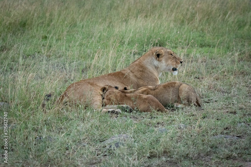 Lioness lies nursing cubs in long grass