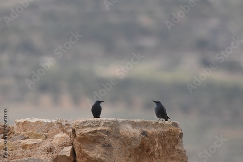 Blue rock thrush in the Al Karak Fortress in Jordan. The ruins of the castle located on a high slope with a beautiful view.