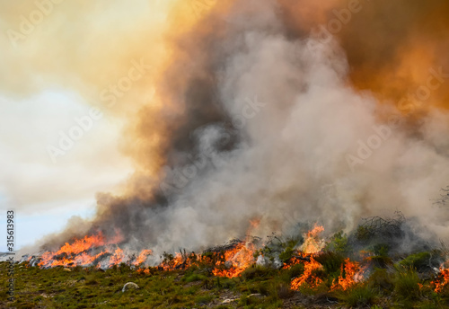 Fynbos Wildfire