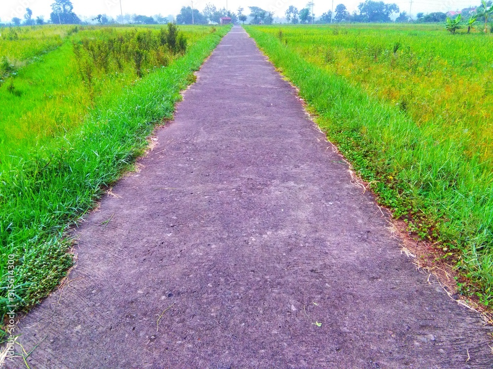 go straight, walk straight surrounded by green grass go straight, walk straight surrounded by green grass