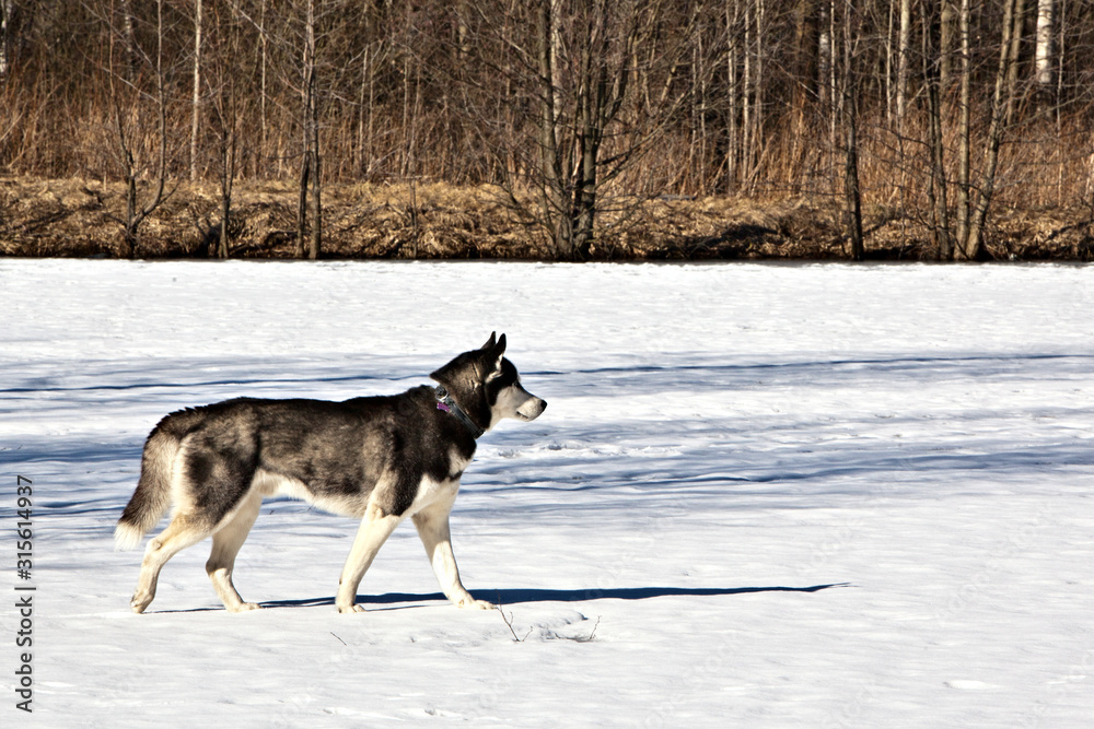 Siberian Husky dog walks on frozen lake in winter sunny day Siberian Husky dog walks on frozen lake in winter sunny day