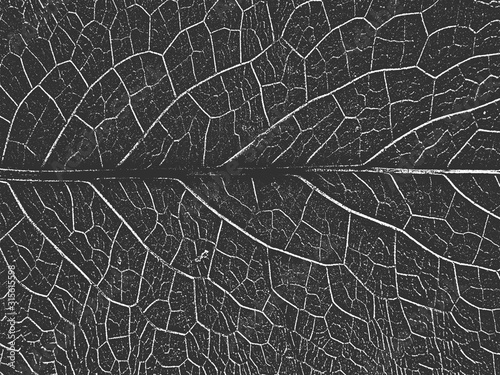 Distress old dry wooden texture. Black and white grunge background. Vector illustration