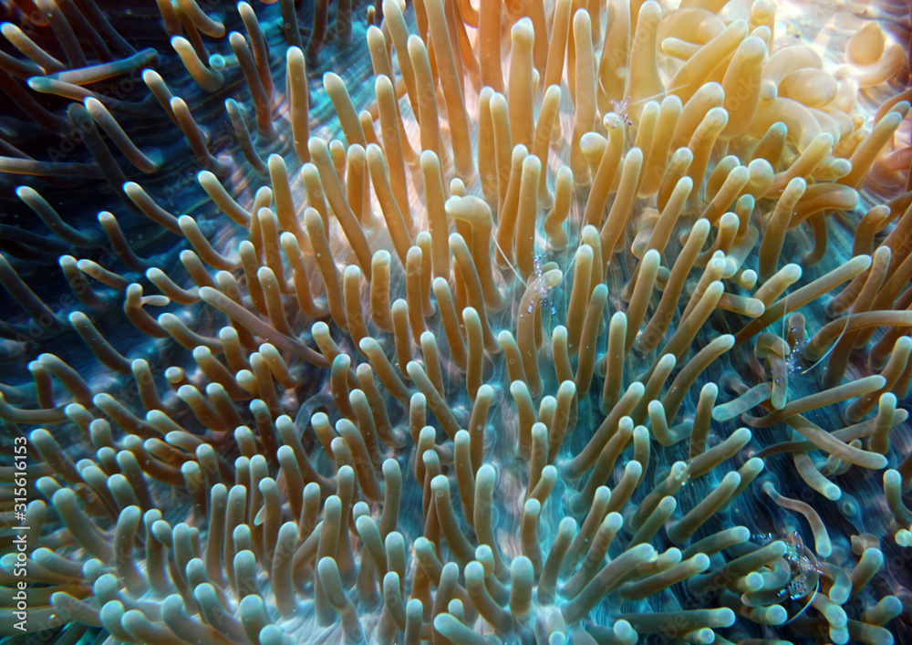 transparent blue prawns on sea anemones on a coral reef transparent blue prawns on sea anemones on a coral reef