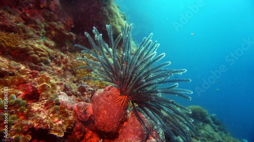 coral vegetation is unusual flowers and unusual shapes