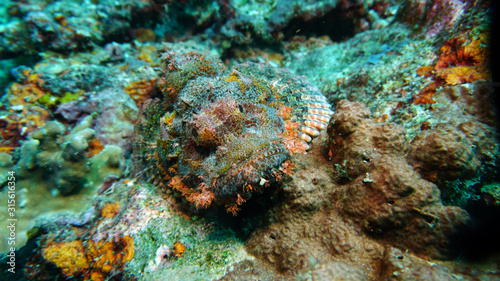 Scorpion fish - a recognized master of disguise