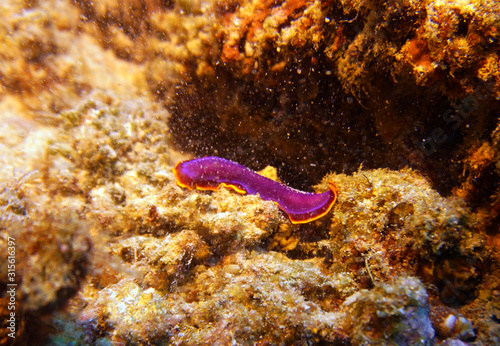 lilac gastropod sea snail (nudibranch mollusk) on corals