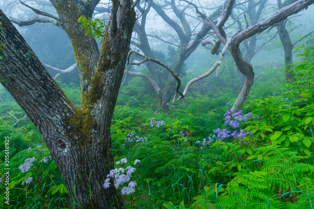Chesnut forest, El Paso Municipality, La Palma island, Canary Islands, Spain, Europe Chesnut forest, El Paso Municipality, La Palma island, Canary Islands, Spain, Europe