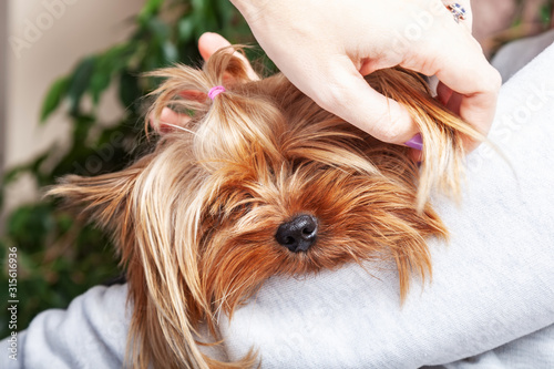 Woman caresses a Yorkshire Terrier dog