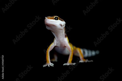 gecko lizard on black background  eublepharis macularius