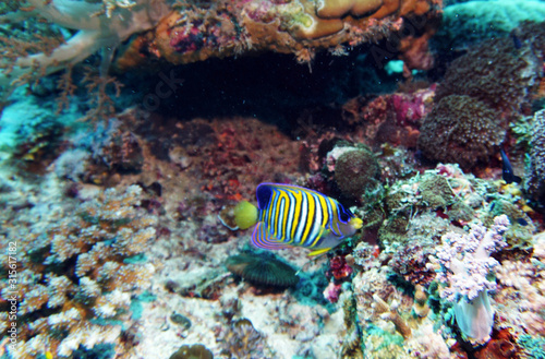 fish of unusual shapes and colors on a coral reef