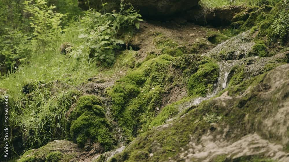 a brook or water stream running through green grass in slow motion in the forest a brook or water stream running through green grass in slow motion in the forest