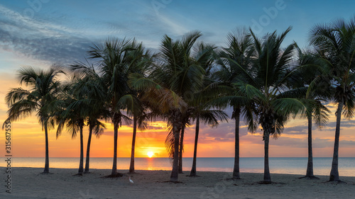 Palm trees on Miami Beach at sunrise  Florida.