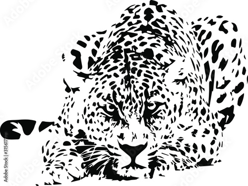 Hand drawn wild snow leopard. vector illustration