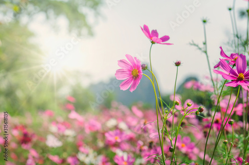 cosmos flower blooming in garden with sunshine