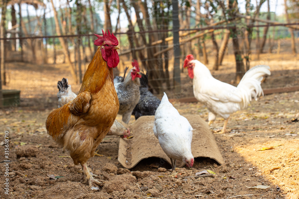 Fototapeta premium hen and chickens