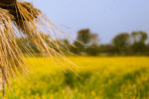 field of yellow flower and blue sky