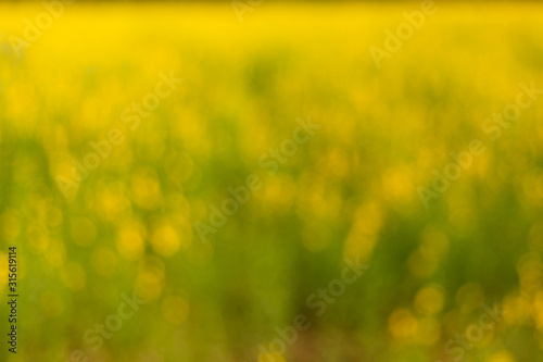 Blured field of yellow flower