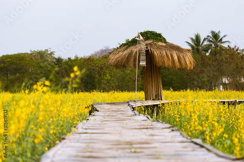 wooden bridge in the garden