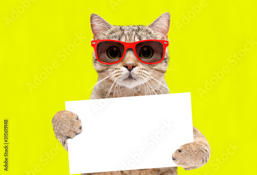 Naklejka Portrait of a cat Scottish Straight in sunglasses with a banner in paws on a yellow background