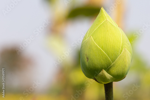 bud of a lotus flower