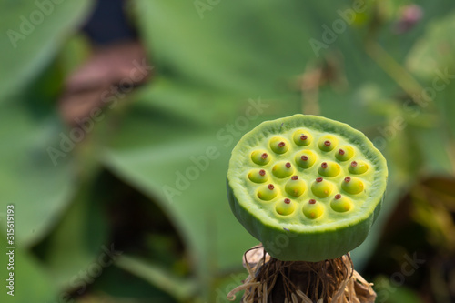 lotus seed on green leaf background