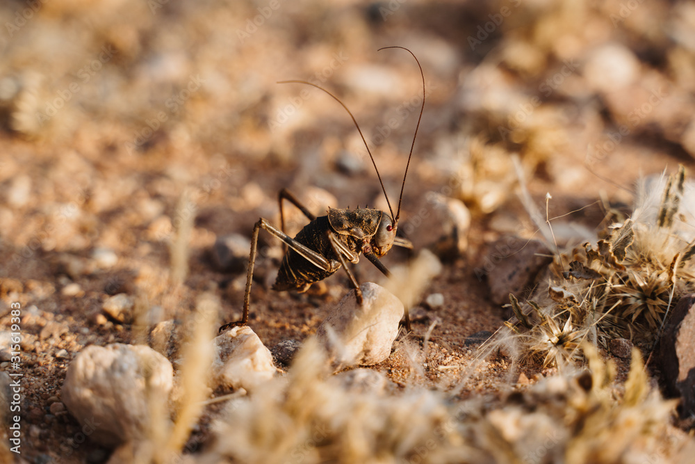 macro photo of large cricket in the desert of Africa macro photo of large cricket in the desert of Africa