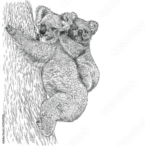 Sketch realistic koala with a baby on tree.  Mother Koala Bear illustration, engraving, ink, line art.