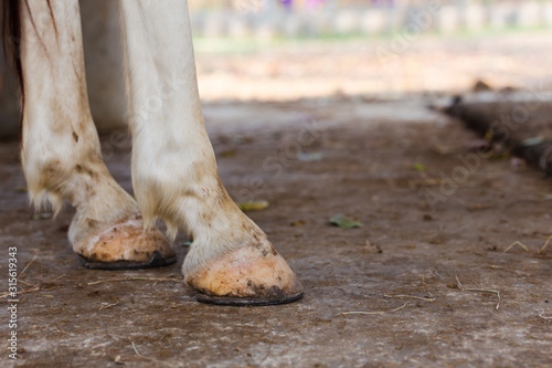Closeup hooves of white horse with horse shoe.