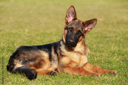 German Shepherd Dog © deviddo