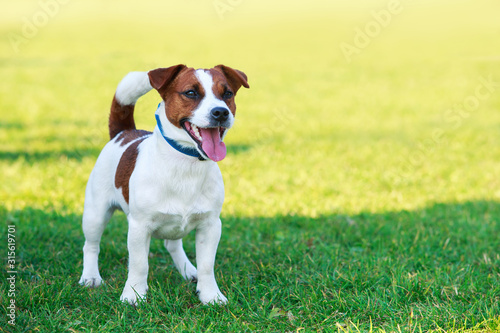 Obraz na plátne Dog breed Jack Russell Terrier