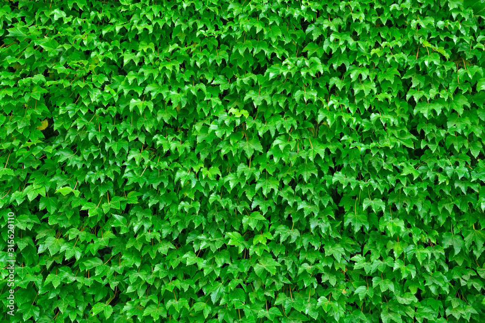 Green leaves background Green leaves background