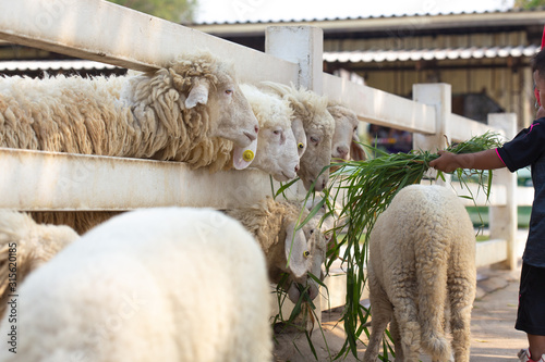 White sheep eating green grass.