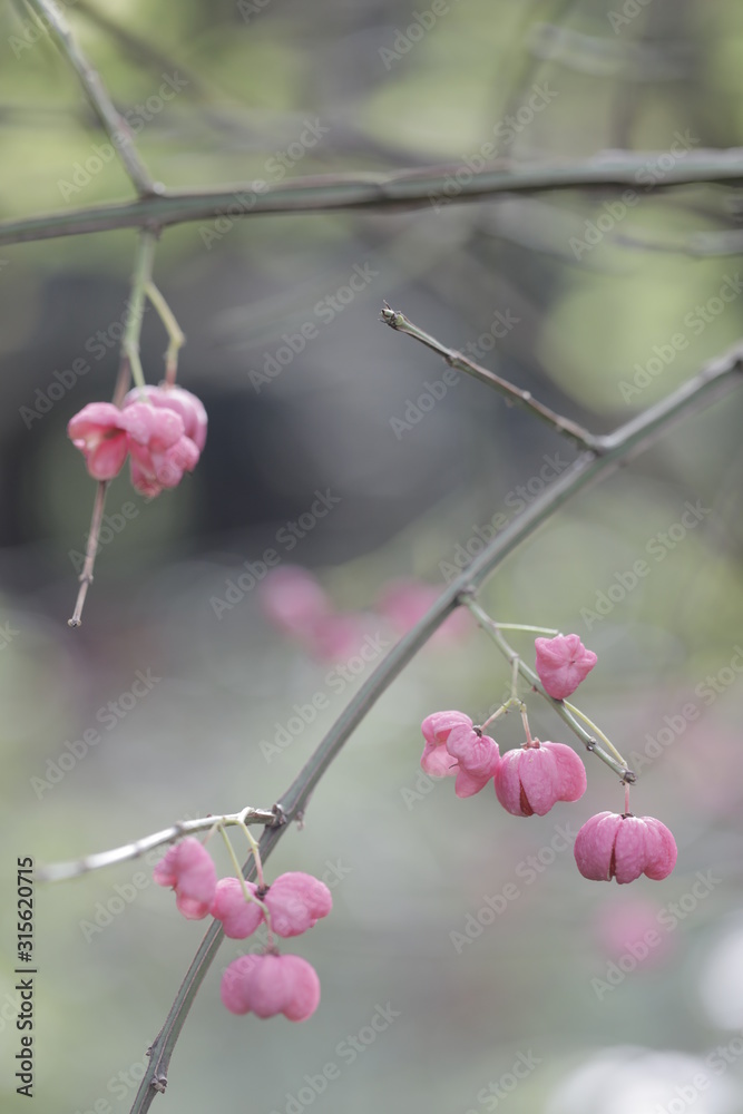 Euonymus europaea. The autumn color of the leaves of the shrub. Euonymus europaea. The autumn color of the leaves of the shrub.