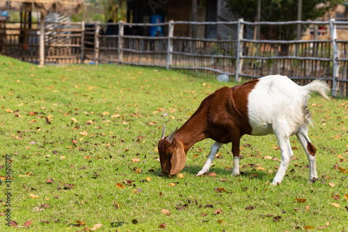Goat eating food on green grass field.