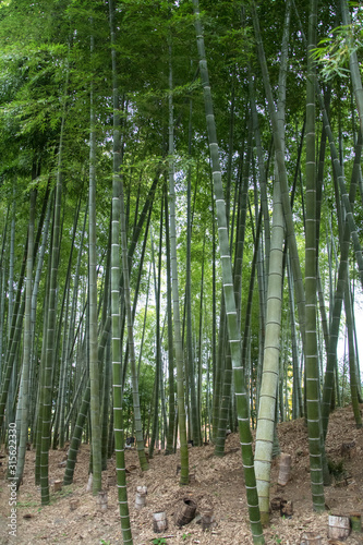 Bamboo grove in autumn of Kodaiji Temple gardens.