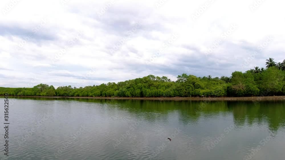 Beautiful river, in the midst of a thick forest with birds flying around, India Beautiful river, in the midst of a thick forest with birds flying around, India