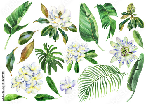 Set of white watercolor flowers, branch of plumeria, magnolia, passiflora with green leaves, frangipani, passion flower, banana palm, palm tree, hand drawn jungle illustration. Stock illustration. photo