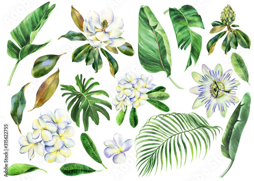 Cuadro en lienzo Set of white watercolor flowers, branch of plumeria, magnolia, passiflora with green leaves, frangipani, passion flower, banana palm, palm tree, hand drawn jungle illustration