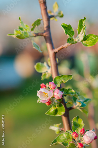 Close up of blooming buds of apple tree in the garden. Blooming apple orchard in spring sunset.