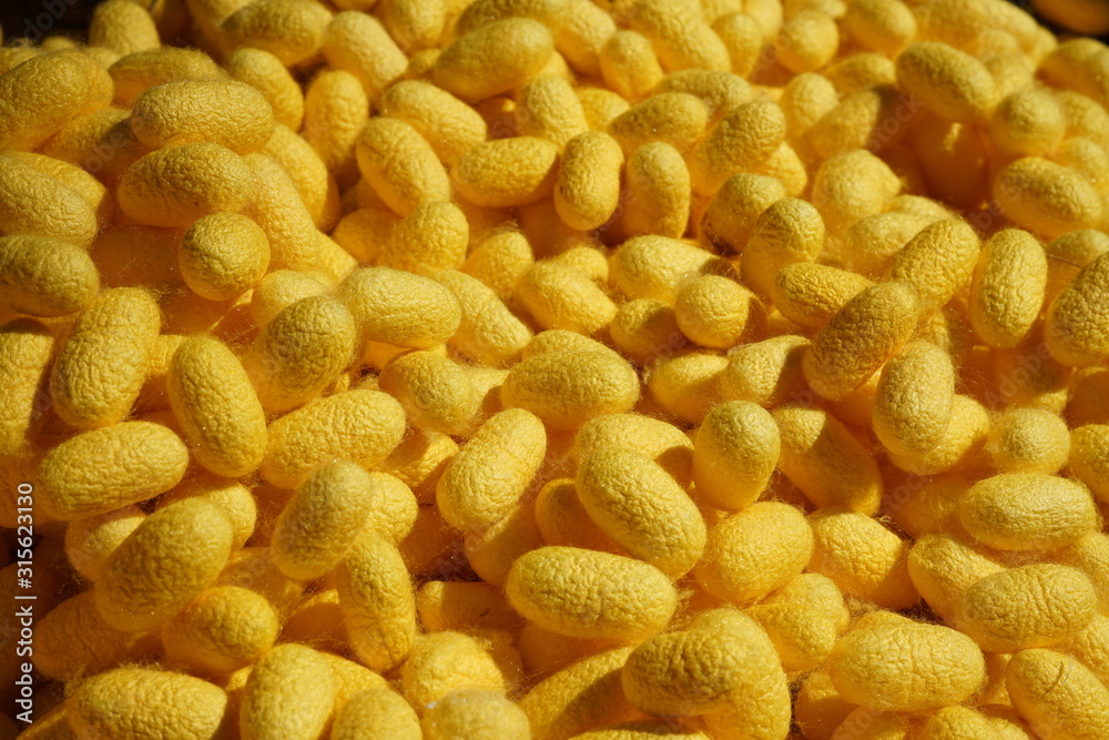 Nakhon Ratchasima,Thailand-December 7, 2019: Cocoons of silkworms or Bombyx mori Nakhon Ratchasima,Thailand-December 7, 2019: Cocoons of silkworms or Bombyx mori