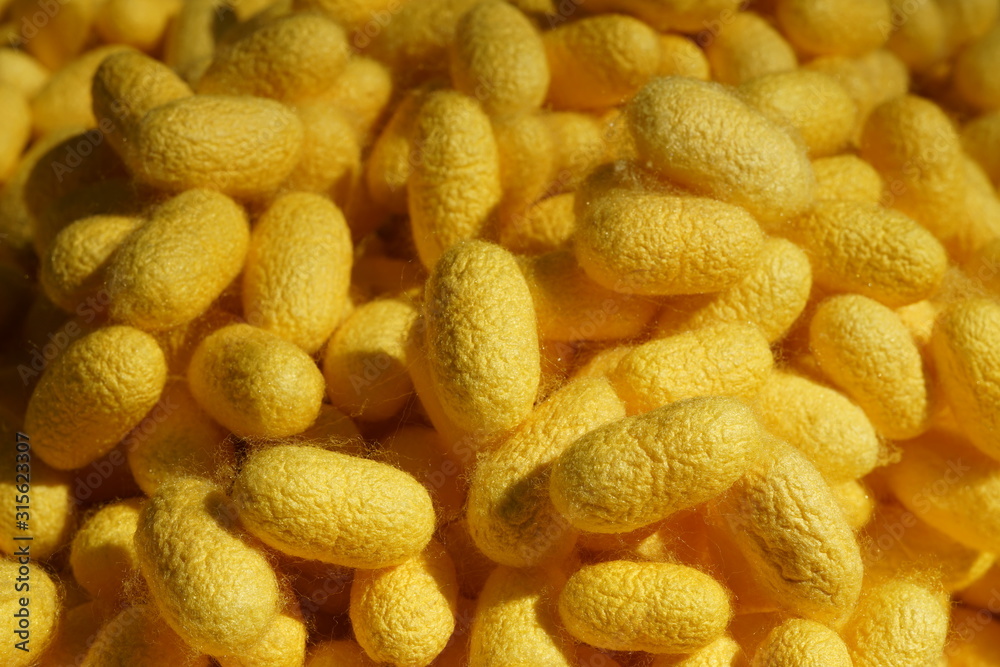 Nakhon Ratchasima,Thailand-December 7, 2019: Cocoons of silkworms or Bombyx mori Nakhon Ratchasima,Thailand-December 7, 2019: Cocoons of silkworms or Bombyx mori