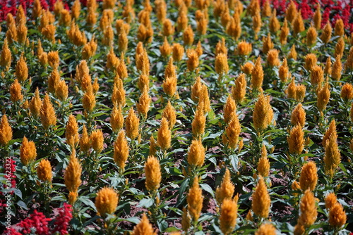 Nakhon Ratchasima,Thailand-December 7, 2019: Plumed cockscomb or Celosia argentea or feathery amaranth in a garden