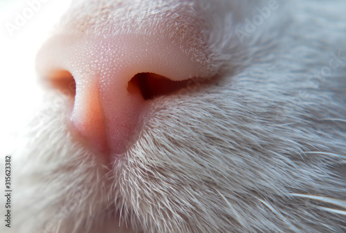 cat's eye, white cat, cat's muzzle