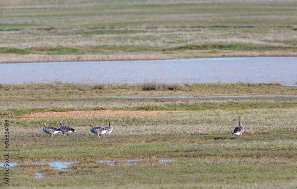 Ánsares comunes cerca de un humedal en la estepa cerealista. Anser anser. Reserva Natural de Lagunas de Villafáfila, Zamora, España. Ánsares comunes cerca de un humedal en la estepa cerealista. Anser anser. Reserva Natural de Lagunas de Villafáfila, Zamora, España.