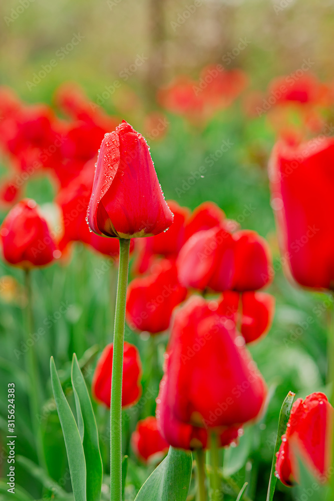 One red tulip focus on blurred tulip field background. One red tulip focus on blurred tulip field background.