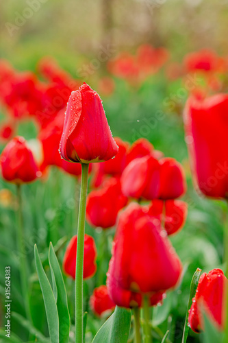 One red tulip focus on blurred tulip field background.